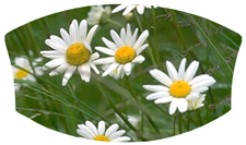 DNSWILL 021 Field of Daisies